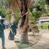 Con los residuos de las podas y mantenimiento de árboles el Jardín Botánico produce abono