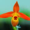 Phragmipedium besseae