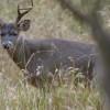 Tourism in Bogotá City of Deer, Green Mountains, Paramos, and Wetlands