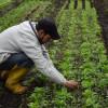 Bogotá fomenta la economía con abono producido en Mercados Campesinos