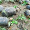 Secretaría de Ambiente de Bogotá liberó animales silvestres en Bolívar