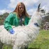 Avanza la recuperación las llamas rescatadas en el centro de Bogotá 