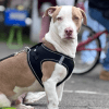 Bogotá participó en el Día mundial de la esterilización animal