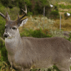 Animales en Chingaza fueron captados recorriendo este ecosistema 