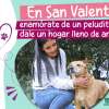 Jornadas de adopción en Bogotá durante San Valentín en este 2025 