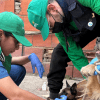 Rescate de animales que eran maltratados en Bogotá en criadero 