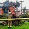 Bomberos de Bogotá atienden caída de un árbol que cayó sobre una vivienda