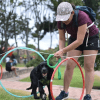 Preocupación en Bogotá por aumento de mascotas abandonados en parques 