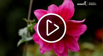 Imagen de una flor del Jardín Botánico