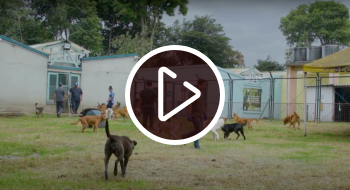 Un equipo de profesionales veterinarios se encargan del cuidado de los animales de la UCA