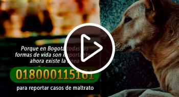 La Línea Contra el Maltrato Animal ha tramitado más de 700 llamadas desde que entró en funcionamiento en el mes de junio.