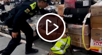 Con la canina ‘Kala’ policía incautó 2.5 kilogramos de base de coca en El Dorado