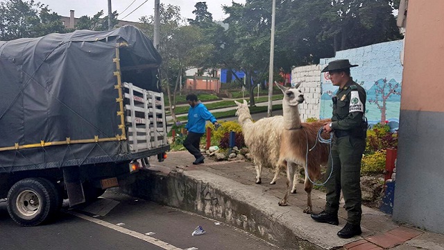 Llama rescatada por el Dsitrito - Foto: Prensa Oficina de Protección y Bienestar Animal