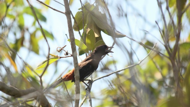 Liberan 46 especies silvestres en el departamento del Meta - Foto: Secretaría de Ambiente