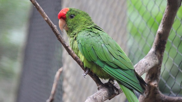 Tres loras frentirojas también fueron trasladadas a su hábitat natural - Foto : Secretaría de Ambiente