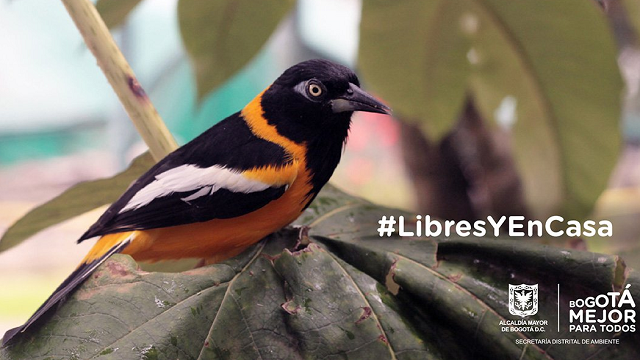 Libres y en casa - Foto: Secretaría de Ambiente