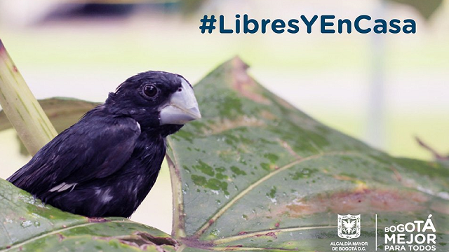 Libres y en casa - Foto: Secretaría de Ambiente