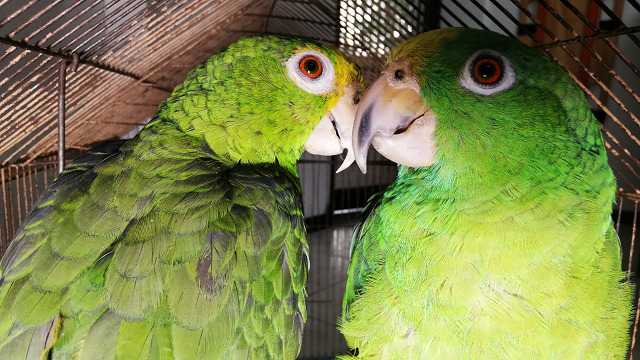 Dos loros fueron rescatados de cautiverio - Foto: Secretaría de Ambiente