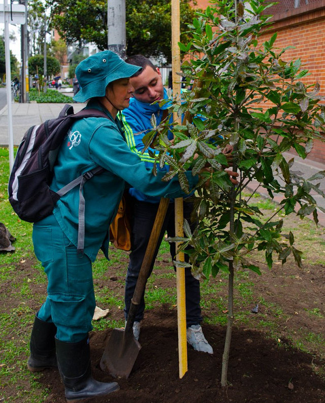 Jornada de plantación Avenida Novena - Foto: Jardín Botánico Bogotá