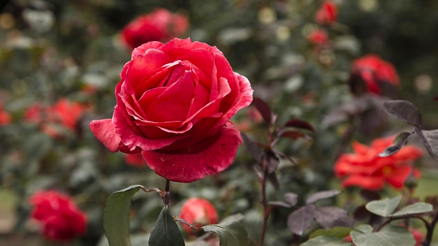 Rosaleda del Jardín Botánico de Bogotá - Foto: Jardín Botánico