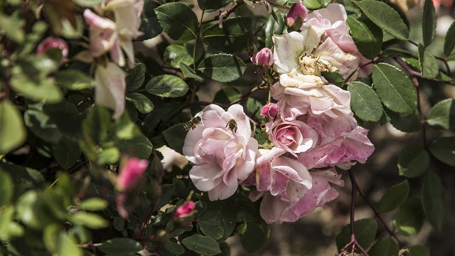 Rosaleda del Jardín Botánico de Bogotá - Foto: Jardín Botánico