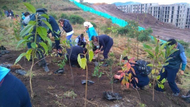 Atención a árboles en riesgo - Foto: Jardín Botánico Bogotá