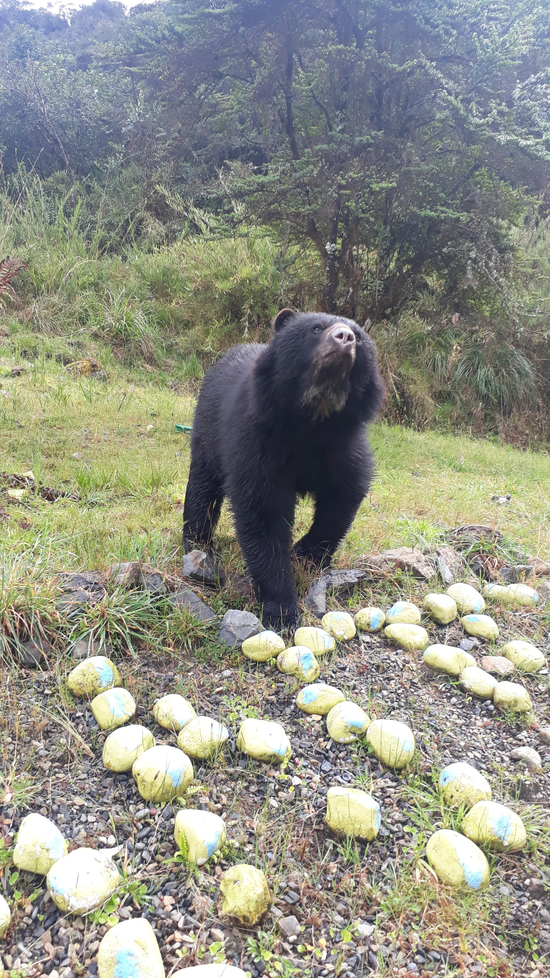 Oso de anteojos - FOTO: Cortesía José Didier Patiño/prensa Acueducto Bogotá