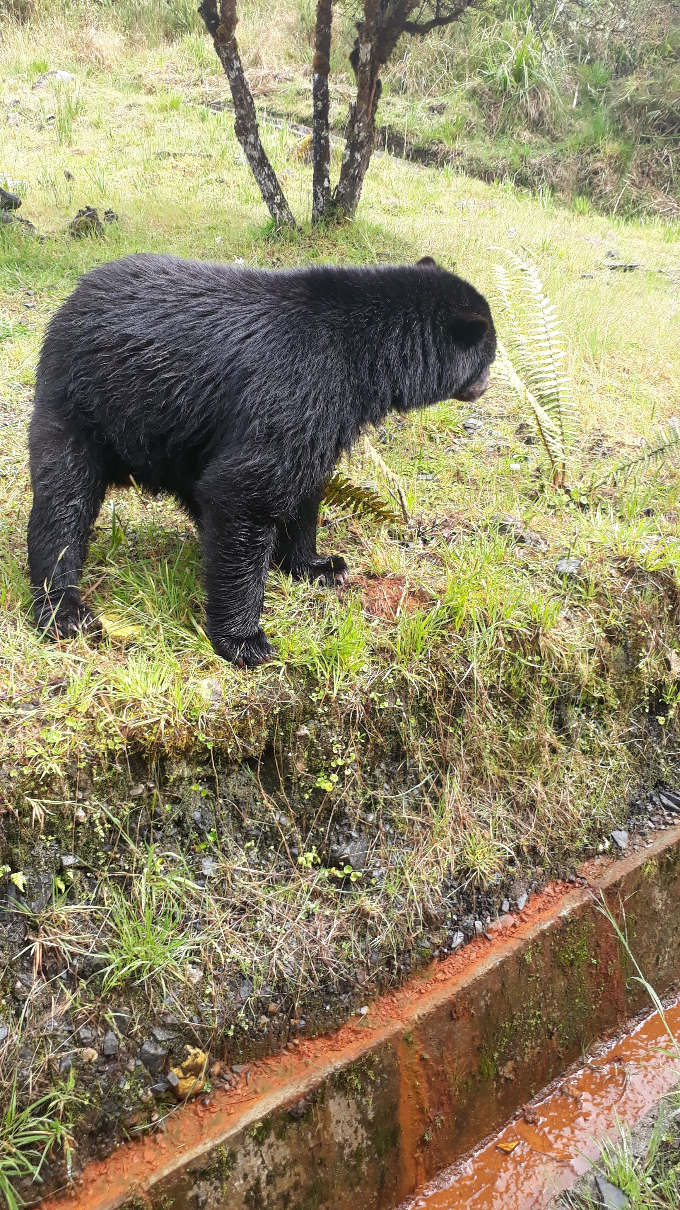 Oso de anteojos - FOTO: Cortesía José Didier Patiño/prensa Acueducto Bogotá