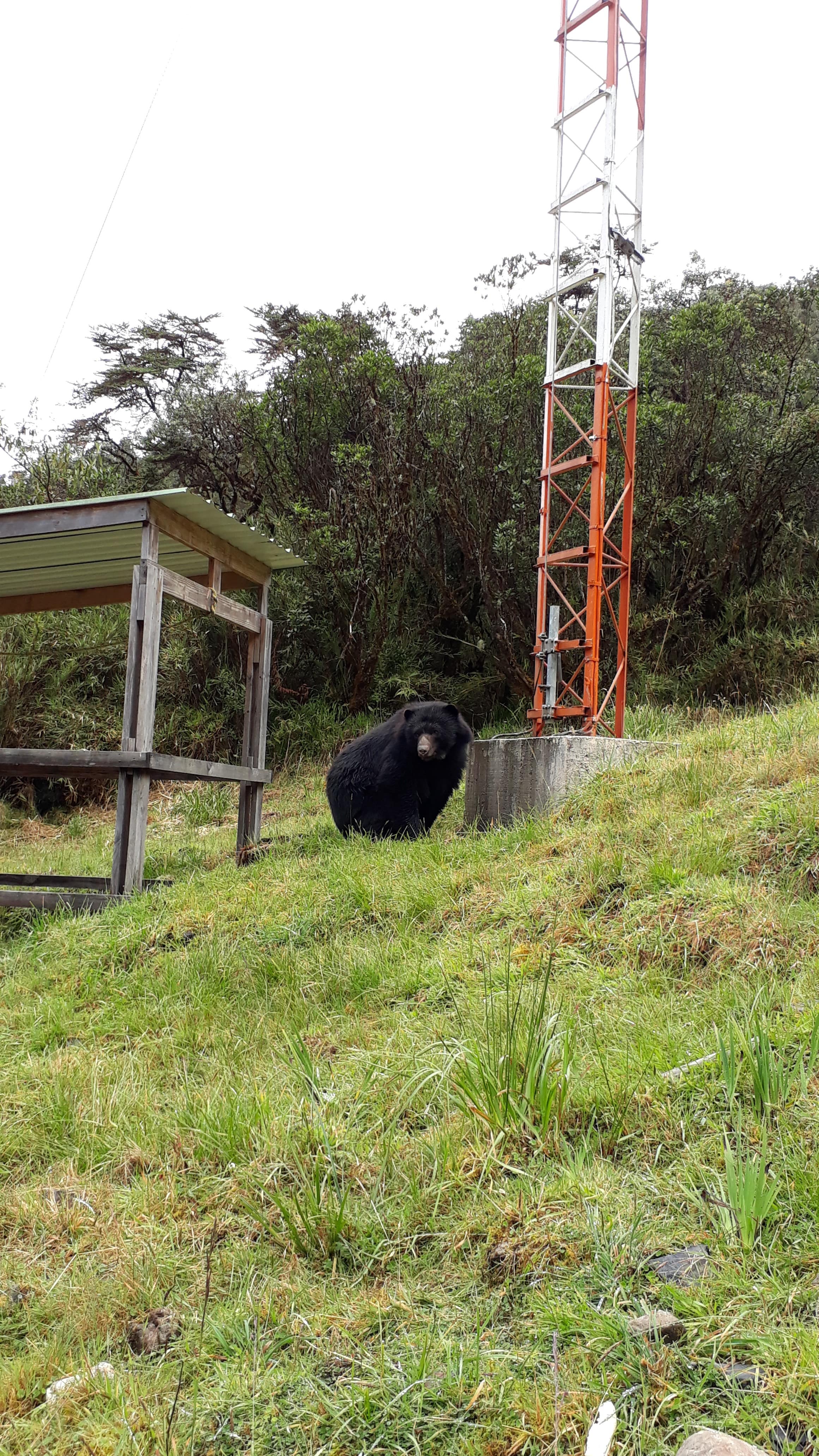 Oso de anteojos - FOTO: Cortesía José Didier Patiño/prensa Acueducto Bogotá