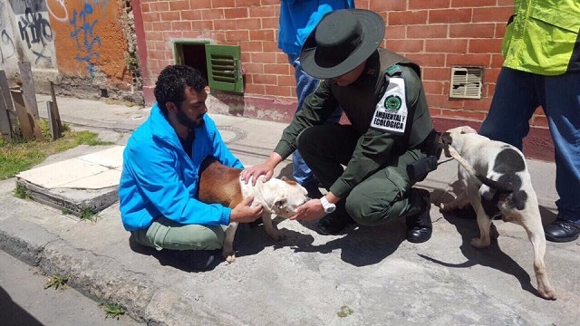 Esta es la trágica historia de la tierna perrita Fiona. Foto: Prensa Protección Animal