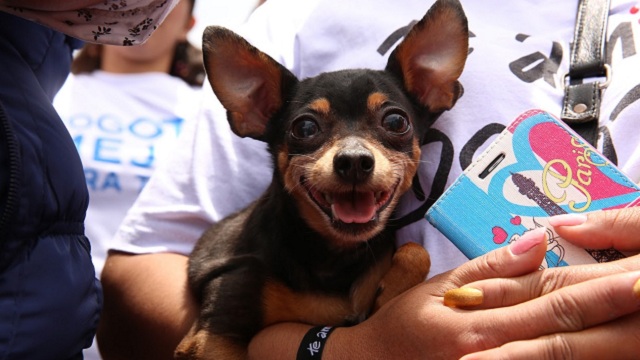 El mejor regalo para los animales en esta navidad es tu hogar ¡adopta!. Foto: Alcaldía Mayor